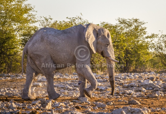 Elephant Moving over Rocky Terrain