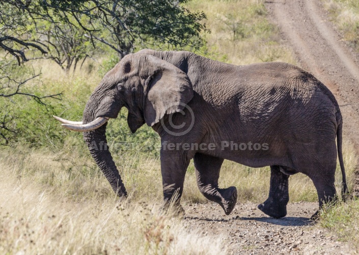 African Elephant Bull