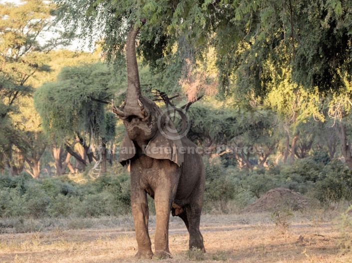African Elephant with Trunk Extended