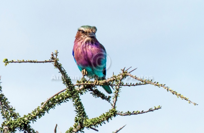 Lilac-breasted Roller Front-on View