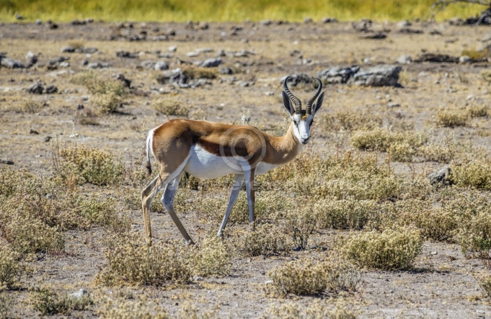 Springbok Male, Side-on view