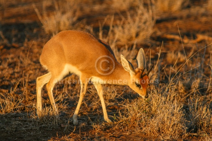 Steenbok Feeding in Warm Light
