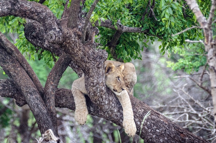 Lion Youngster on Tree Branch