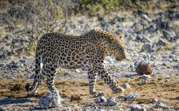 Leopard on the Move