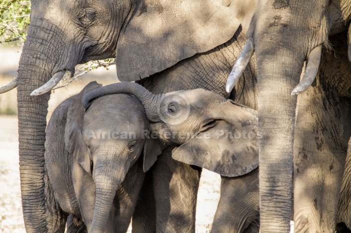 Elephant Love