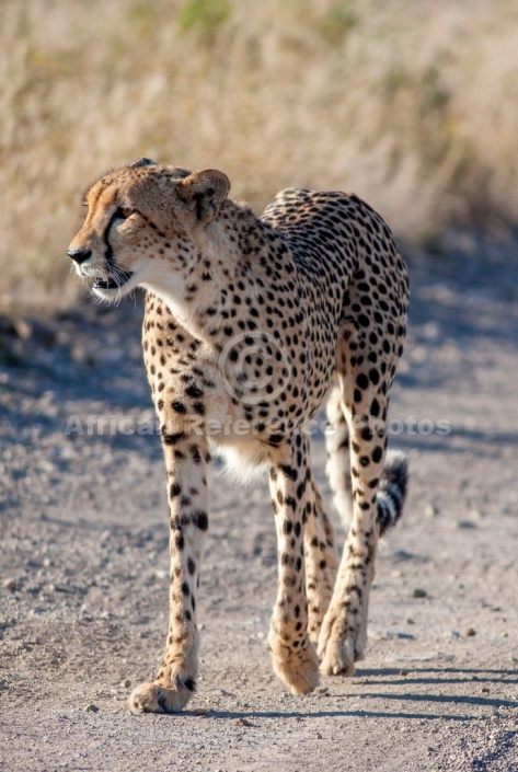 Cheetah Walking Towards Camera