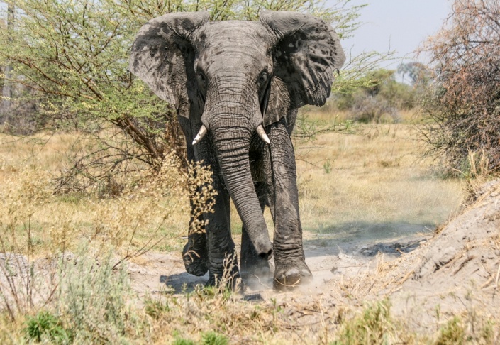 African Elephant Reference Photo