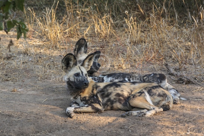 Wild Dog