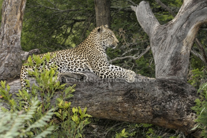 Leopard