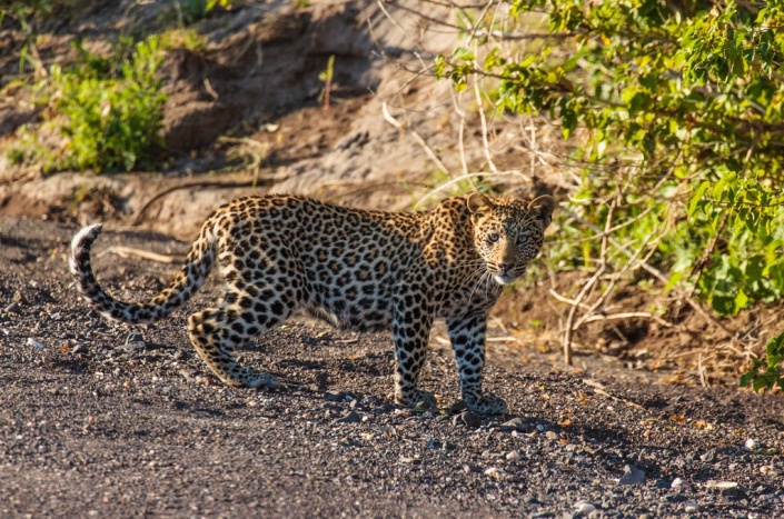 Young Leopard