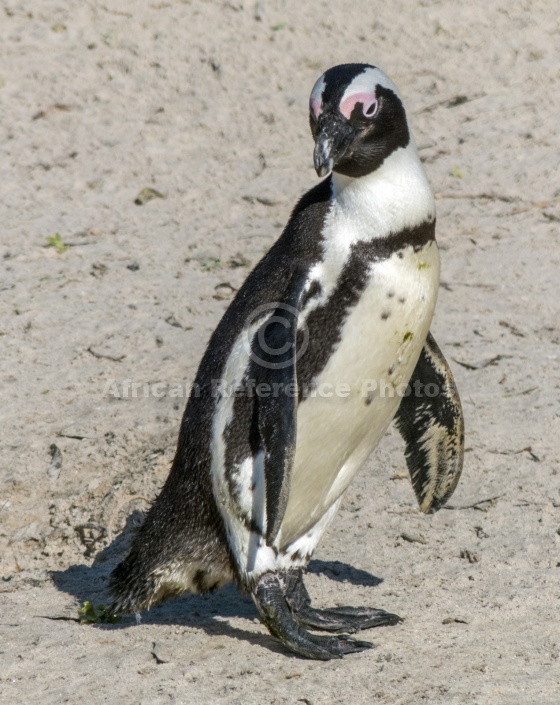 African Penguin