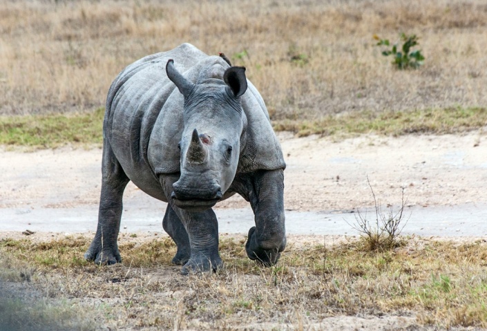 White Rhino Reference Photo