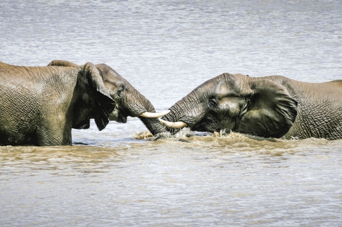 Elephants at Play