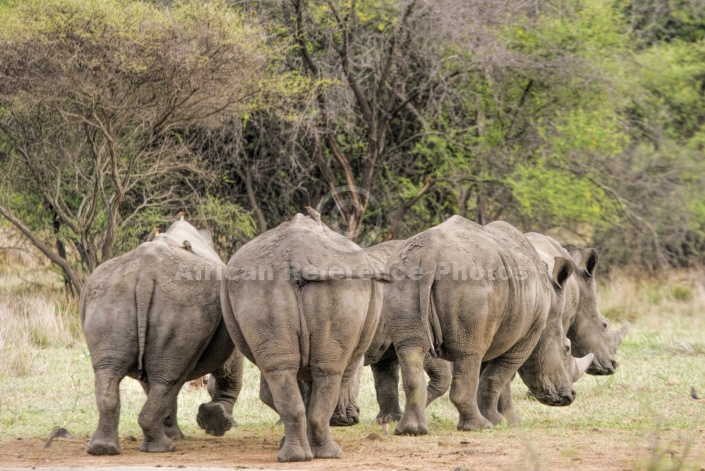 White Rhino Group