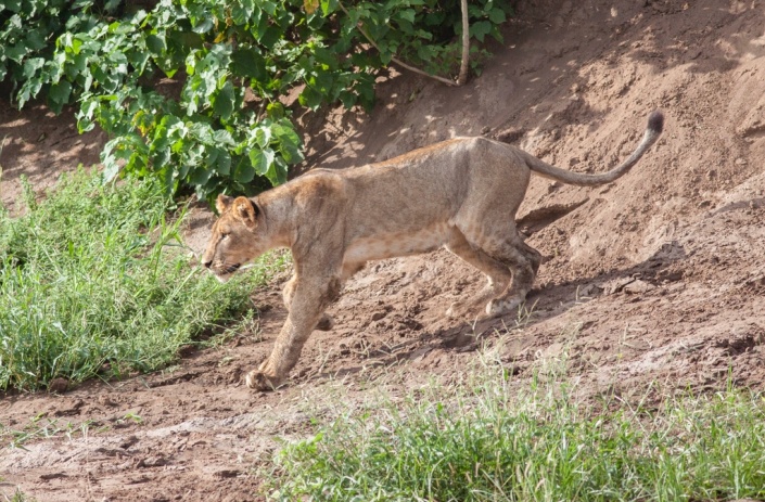 Young Lion Reference Photo