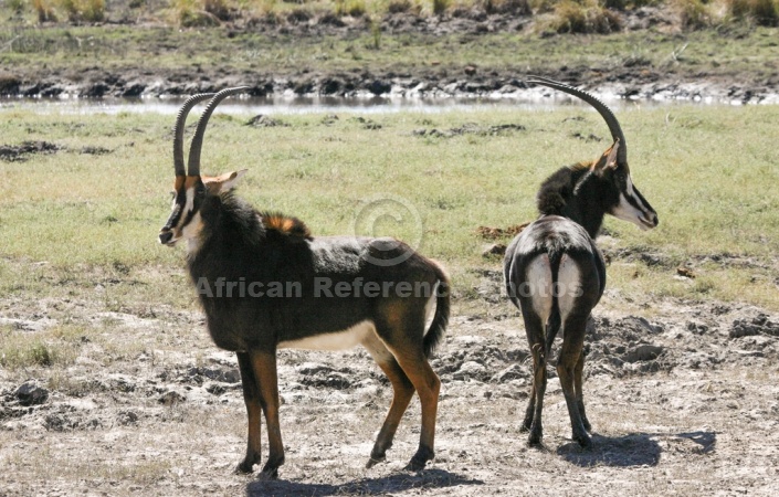 Sable Antelope