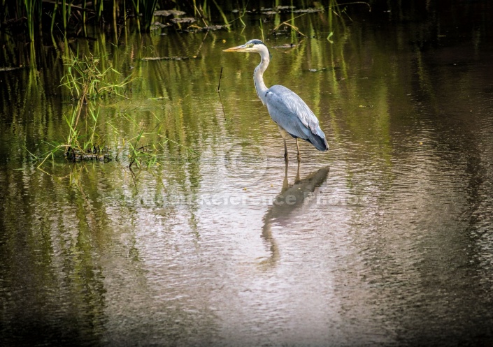 Grey Heron