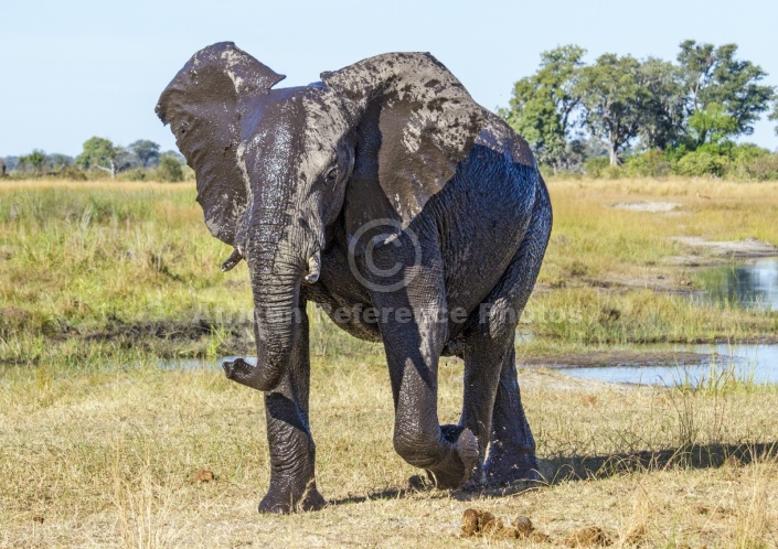 Elephant with Water-mottled Hide