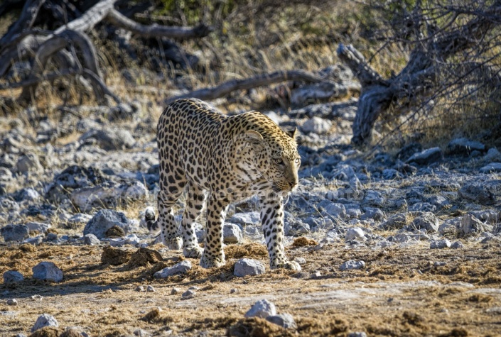 Leopard on the Move