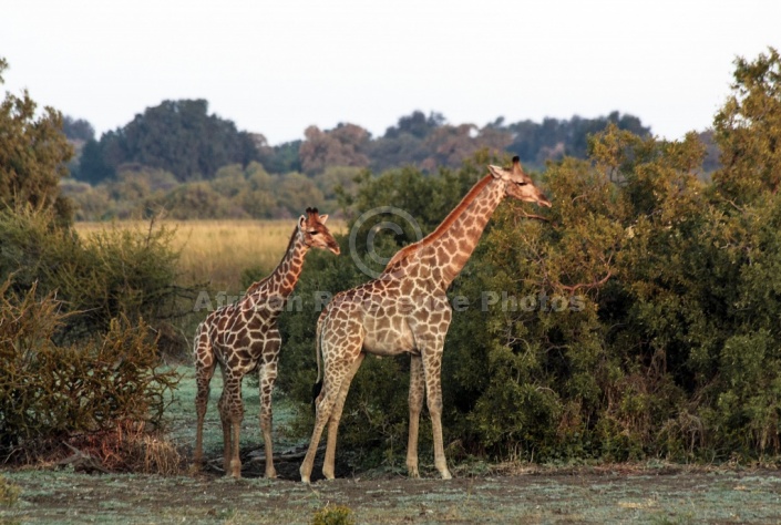 Giraffe