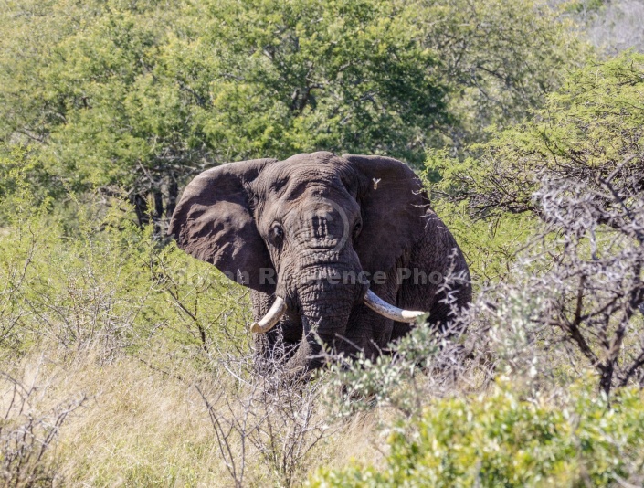 African Elephant Bull