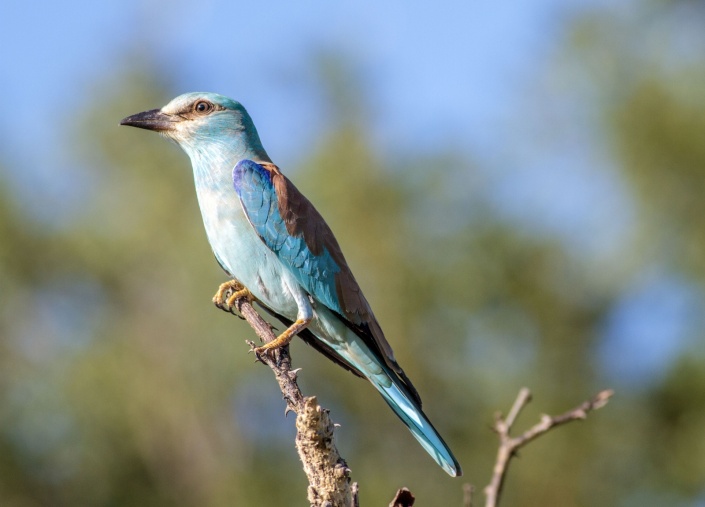 European Roller