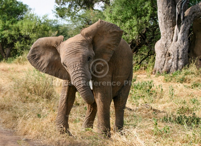 Elephant Shaking its Head